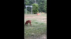 Dog Meets Deer