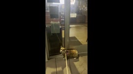 Chicken Nugget Wants A Pup Cup