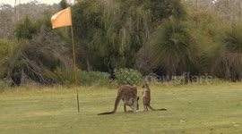 Little joey is skipping mad at not being allowed in mum's pouch