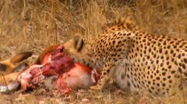 Nervous, Pregnant Cheetah eating an Impala