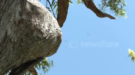 Australian Red Wattlebirds feed high-hazard Honeybees to their babies.