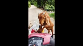 Highway robbery! Goat stops motorcycle rider to steal their food