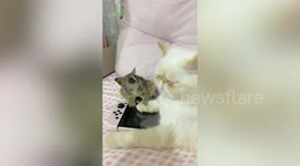 Pet bush baby sniffs cat’s paws and neck while resting in bed