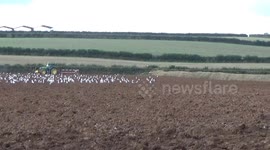 Old Farmer Giles is plowing a field  and the Seagulls are really enjoying all the worms and grubs churned up.