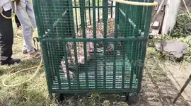 Leopard lifted out of well using cage trap in India