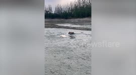 Pet French bulldog drags himself along muddy dried-up lake