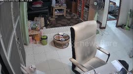 Smart ragdoll cat climbs up door and slides it open