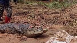 Most flood-driven escaped crocodiles successfully captured in China