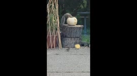 Squirrel Nibbles On Carved Pumpkin