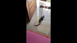 Lizard Scrambles Across Tile Floor