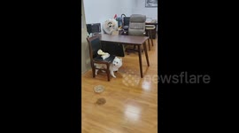 Exited lost dog experiences happy tears when reunites with its owner in Yancheng, Jiangsu, China