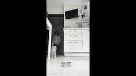 Sleepy Cat Demands Morning Meal