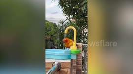 Pet sun conure takes bath on toy sink with faucet