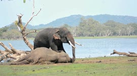 Tusk Elephant's Strange Behavior With Its Rival