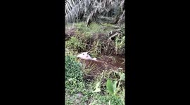 Rescuing A Cow In The Mud