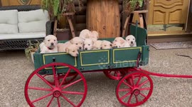 Wagon Full Of Golden Puppies
