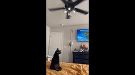 Black Cat Mimics Spinning Ceiling Fan