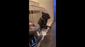 French Bulldog meets his 3rd brother, original video. Very emotional!