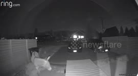 Wild Donkey is Trying to Open Trashcan. Big Bear California