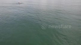 Drone captures whales catching fish in their mouths off the coast of Thailand