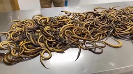 Cambodia begins 1st direct shipment of wild aquatic products to China