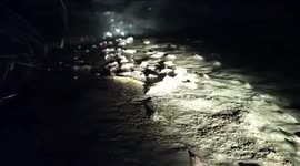 Shrimp migrate over waterfall in the middle of the night