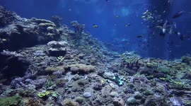 A glimpse of coral display tank in China's Zhuhai