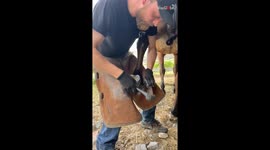 'No hoof, no horse!' - Hardworking horse displays unreal patience while being shod