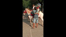 Horse Rental.  Horses are rented to children to ride for 10 minutes and a fee is charged.  This is how horse owners in Jakarta earn money for daily living.