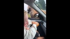 Toddler afraid of animals unleashes her brand of chaos at safari park