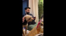 Yorkshire Terrier Watches Phone Videos