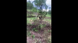 The hen chicken takes care of the ducklings and chicks