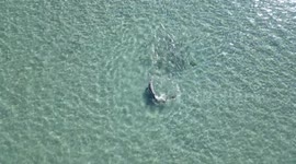 Dolphins Hunt In Synchronized Swim
