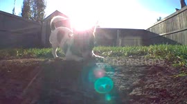 4 month old Chihuahua/Corgi puppy catches a dragonfly in her mouth but then it gets away and a chase ensues