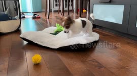 Chihuahua puppy plays with her new yellow ball for the first time super CUTE!