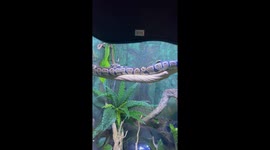 Python Flops Off Branch