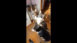 My Alaskan Malamutes do tricks for banana buckwheat pancakes