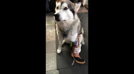 Alaskan Malamutes are working dogs that don't mind wearing a working boot