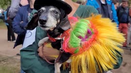 More than 100 duchshunds attended Sausagedog Parade 2023 in Music costumes, St Petersburg, Russia