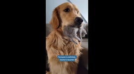 Gentle Golden Retriever Babysits Newborn Kitten