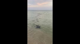Stingrays Swim Along Beach at Sunset