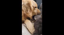 Golden Retriever Gives Newborn Kitten a Bath
