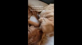 Golden Retrievers Learn to Share Newborn Kitten