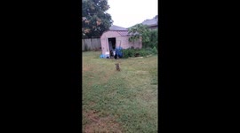 Clever Doggo Figures Out How to Get His Stick Through the Doggy Door