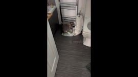 Naughty Rabbit Caught Destroying Toilet Paper Rolls