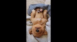 Golden Retriever Puppy Sleeps Soundly