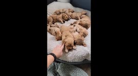 Adorable Golden Puppies Nap Together