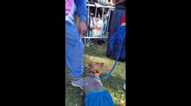 Pet dachshunds wear costumes for sausage dog parade in St Petersburg