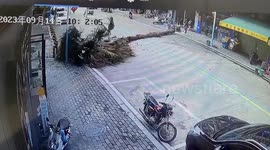 Helmet prevents scooter rider from serious injury after he was hit by falling tree
