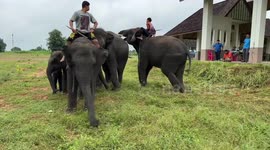 Mahout topples from elephant when it mounts another jumbo